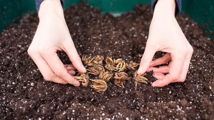 how to plant ranunculus bulbs